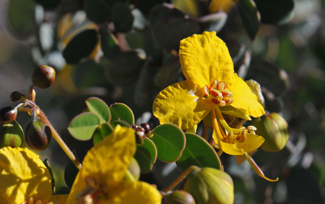 Senna purpusii, Baja California Senna Senna purpusii, Baja California Senna